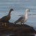 Upland Goose